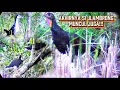 Download Lagu 🔴 Surprice!!! Si Jlambrong pun Muncul || Berburu Ayam Hutan, Ruak-ruak \u0026 Tekukur.