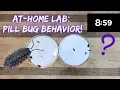 At-Home Lab Roly Poly Behavior Isopod Lab Setup Observations and Inquiry