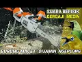 TERAPI BURUNG MACET √ SUARA GERGAJI MESIN √ Burung Macet \u0026 MH Pasti langsung GACOR #chainsawnoise