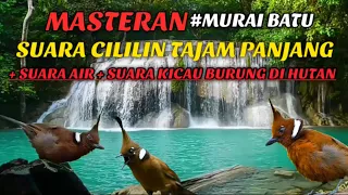 Download SUARA CILILIN TAJAM PANJANG DAN SUARA GEMERCIK AIR MP3