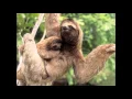 Sloth Folivora Sounds - Good Animal Voices