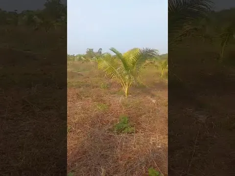 coconut tree  under IAS 16, coconut on tree under IAS 41 & coconut after harvest under IAS 2