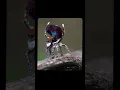 Download Lagu Peacock Spider Mating Dance #mypictalk #dance #_ #abba #workoutoutfit #backtoreality #lifelessons