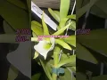 Download Lagu Jika kau bisa mencium aroma bunga anggrekku sekarang. Sungguh aroma yang indah untuk diceritakan
