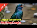 Download Lagu Masteran Paling Ampuh! murai batu gacor + memancing emosi murai batu Bikin Murai Bongkar Isian!