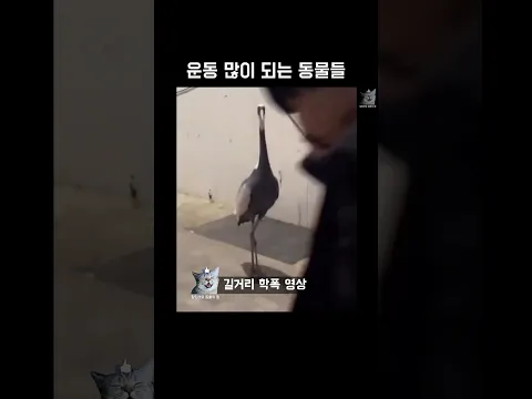 운동 많이 되는 동물들