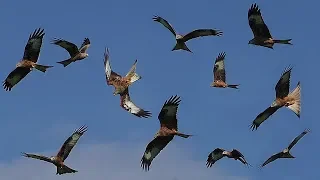 Download Birds Flying in Slow Motion - Red Kite Bird Extravaganza MP3