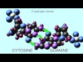 HYDROGEN BONDS BETWEEN NUCLEOTIDES