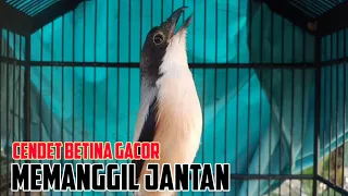 pancingan emosi cendet betina memanggil jantan agar cepat nyaut bunyi bongkar isian