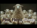 Download Lagu Pink Floyd - Sheep (2024 AI Visuals)