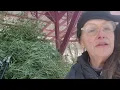 Bamboo and Goats - Tips from Blue Rock Station
