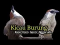 Download Lagu Burung Kaso Kaso Gacor ngGaruda