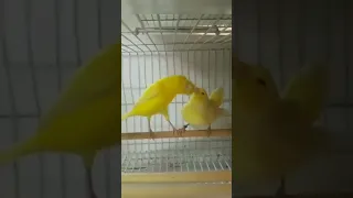 إطعام الذكر الأنثى الكناري 