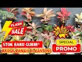 Download Lagu Aglonema stok baru!! Harga Ramah di kantong, ada diskon Ongkir ~ 896