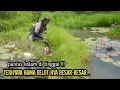 Lagu PANTAS KOLAM INI DI TINGGAL PEMILIK MYA‼️TERNYATA HAMA BELUT NYA BESAR BESAR