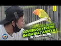 Download Lagu LOVEBIRD EXTREME #2 : TERNYATA INI RAWATAN LOVEBIRD KONSLET DJ GELENG-GELENG || GAYA PALING NGERII !