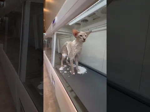 Cat's Luxury Spa 😱 #shortvideo