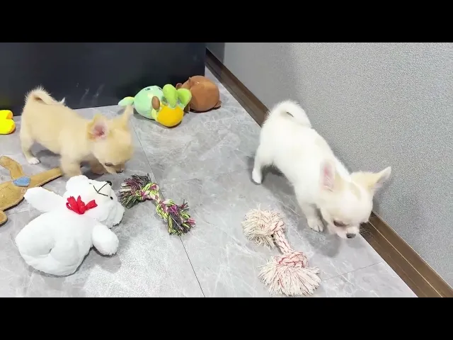動画