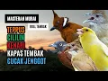 Download Lagu Masteran Murai Roll Tembak Isian Teppus, Cucak Jenggot, Kenari, Kapas Tembak, Cililin