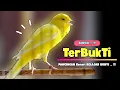 Download Lagu Suara KENARI Paud !! Suara PANCINGAN KENARI PAUD Belajar BUNYI Ngeriwik | MASTERAN Kenari PAUD #504