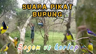 Download Suara pikat burcil, Sogon vs Korlap ribut. mp3 keras dan ribuutt.. MP3