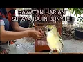 Download Lagu RAWATAN harian burung sirtu/cipoh supaya rajin bunyi !