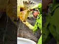 Download Lagu The Full Process of Harvesting Pure Natural Honey: Experience the Hard Work!