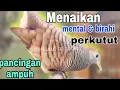 Lagu Perkutut lokal gacor untuk menaikan mental dan birahi perkutut tanpa batas usia bikin tambah gacor