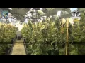 TH Seeds Promotion - The Attitude Seedbank