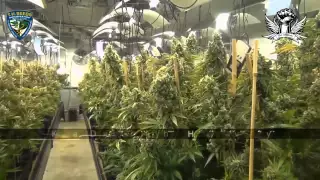 TH Seeds Promotion - The Attitude Seedbank