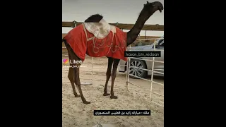 من فرديات مبارك زايد بن فطيس المنصوري اختم اعجابك بذكر الله والصلاة على النبي 