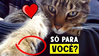 10 Things Cats Do ONLY for Their FAVORITE Humans! 🔥