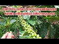 Download Lagu trik cara melakukan penyambungan kopi antres ada calon keluar bunga lakukan lah hal berikut