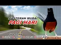 Lagu 🔴 LIVE 17 - Masteran Murai Batu Pagi Hari Full Isian Tembakan kasar Murai Apapun Pasti Nyaut