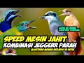 Download Lagu MASTERAN MESIN JAHIT PETULAK JINGJING KAPAS TEMBAK KINOI CUCAK CUNGKOK || JINGJING PETULAK GACOR