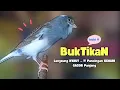 Kenari GACOR Panjang !!! Suara PANCINGAN KENARI Paud Belajar BUNYI Ngeriwik - MASTERAN Kenari PAUD