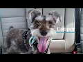 Mutts Gone Nuts