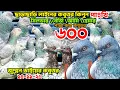 ৬০০ টাকায় কবুতর কিনুন। হ্যামার কবুতর,পাংখি,সিলভার গিরিবাজ,আর্মি,জুম্মন ভাই ছাড়াছাড়ি লাইনের কবুতর