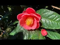 Download Lagu Camellia amplexicaulis