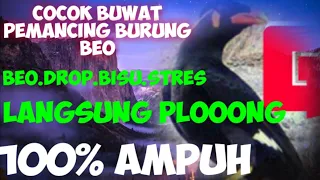 pancingan suwara burung beo siulan alami 100 ampuh