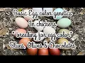 Chicken egg color genetics - How to breed for blues olives and chocolates