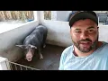 PORCA GORDA NA GESTAÇÃO CAUSA PROBLEMAS | CIEL SUÍNOS