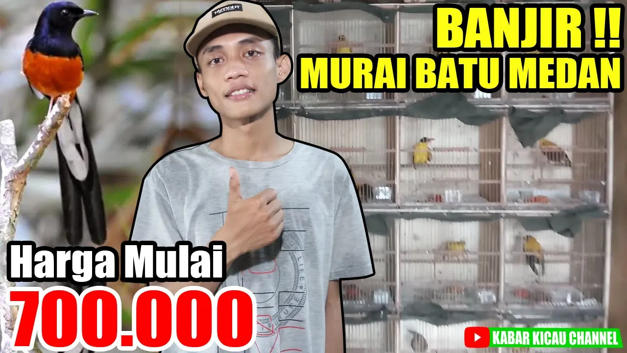 
          
          
          
            
            MURAI MEDAN Mulai 700K ! UPDATE HARGA Murai Batu Medan, Cucak Ijo, Kenari, dll di Fathoni Bird Shop
          
        . 