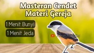 masteran cendet isian gereja 1 menit bunyi 1 menit jeda