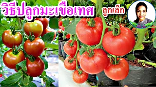 วิธีการปลูกมะเขือเทศ  การเพาะปลูกมะเขือเทศลูกเล็ก ปลูกด้วยเมล็ด วิธีปลูกแบบคนญี่ปุ่น เทคนิคเพียบ