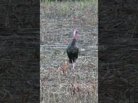 Smoked him!