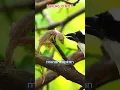Download Lagu burung pentet atau burung cendet si predator sadis #burungkicau #kicaumania #burungpentet #birds
