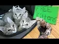 Free Kittens