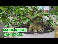 Download Lagu EEN HEEL STEVIGE MAAR DOWNIGE BOOM GEVONDEN.....