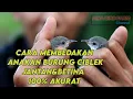 Download Lagu Cara Membedakan Anakan Burung Ciblek jantan\u0026Betina 100% AKURAT
